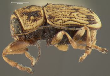 Media type: image;   Entomology 24969 Aspect: habitus lateral view